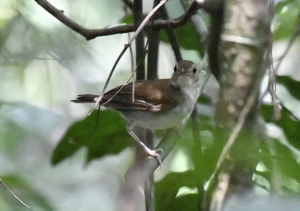 棕翅非洲雅鹛(Illadopsis rufescens)