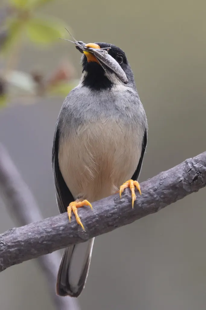 黄纹印加雀(Incaspiza laeta)