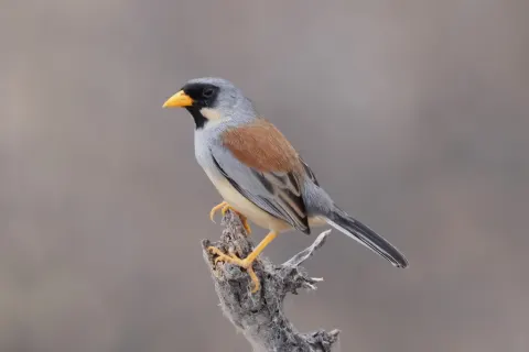 黄纹印加雀