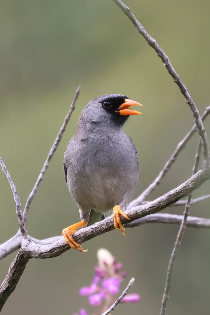 灰翅印加雀(Incaspiza ortizi)