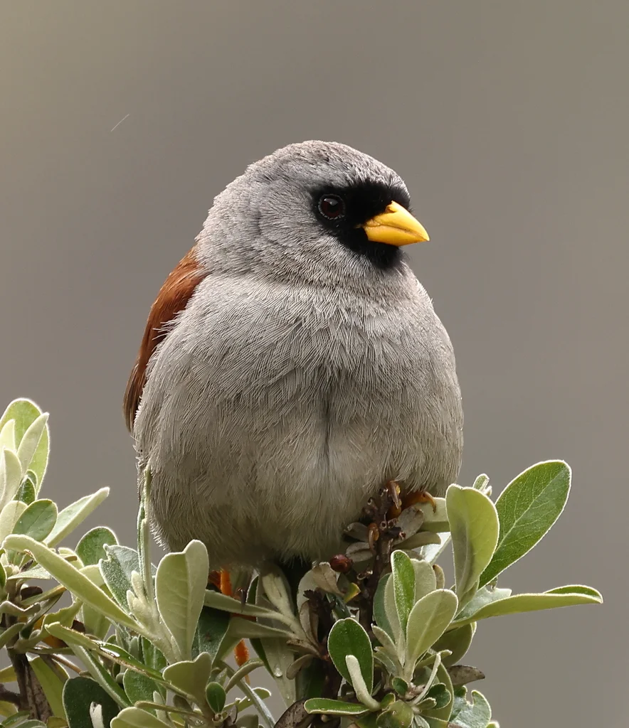 棕背印加雀(Incaspiza personata)