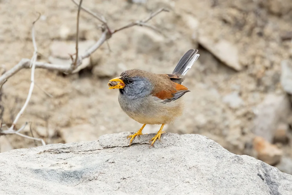 大印加雀(Incaspiza pulchra)