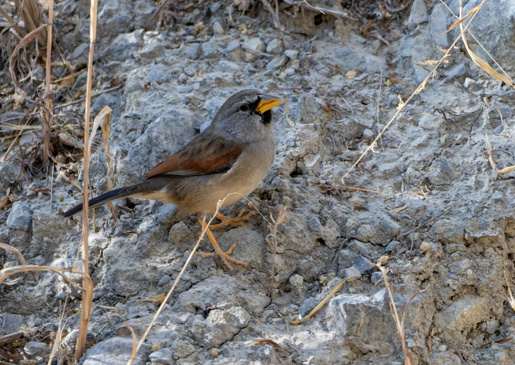 大印加雀(Incaspiza pulchra)
