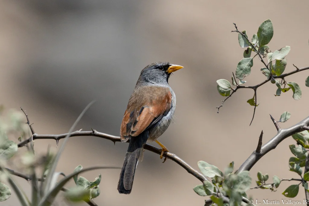 大印加雀(Incaspiza pulchra)