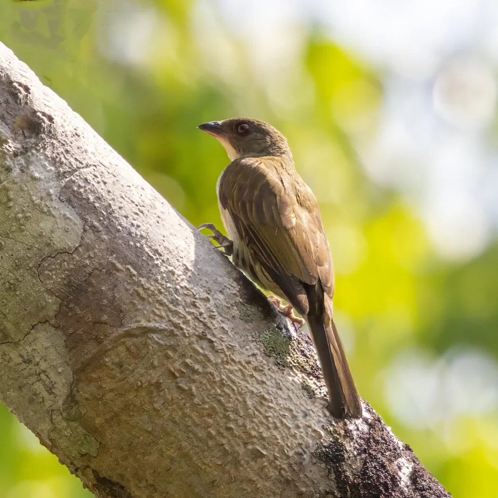 马来响蜜䴕（Indicator archipelagicus）