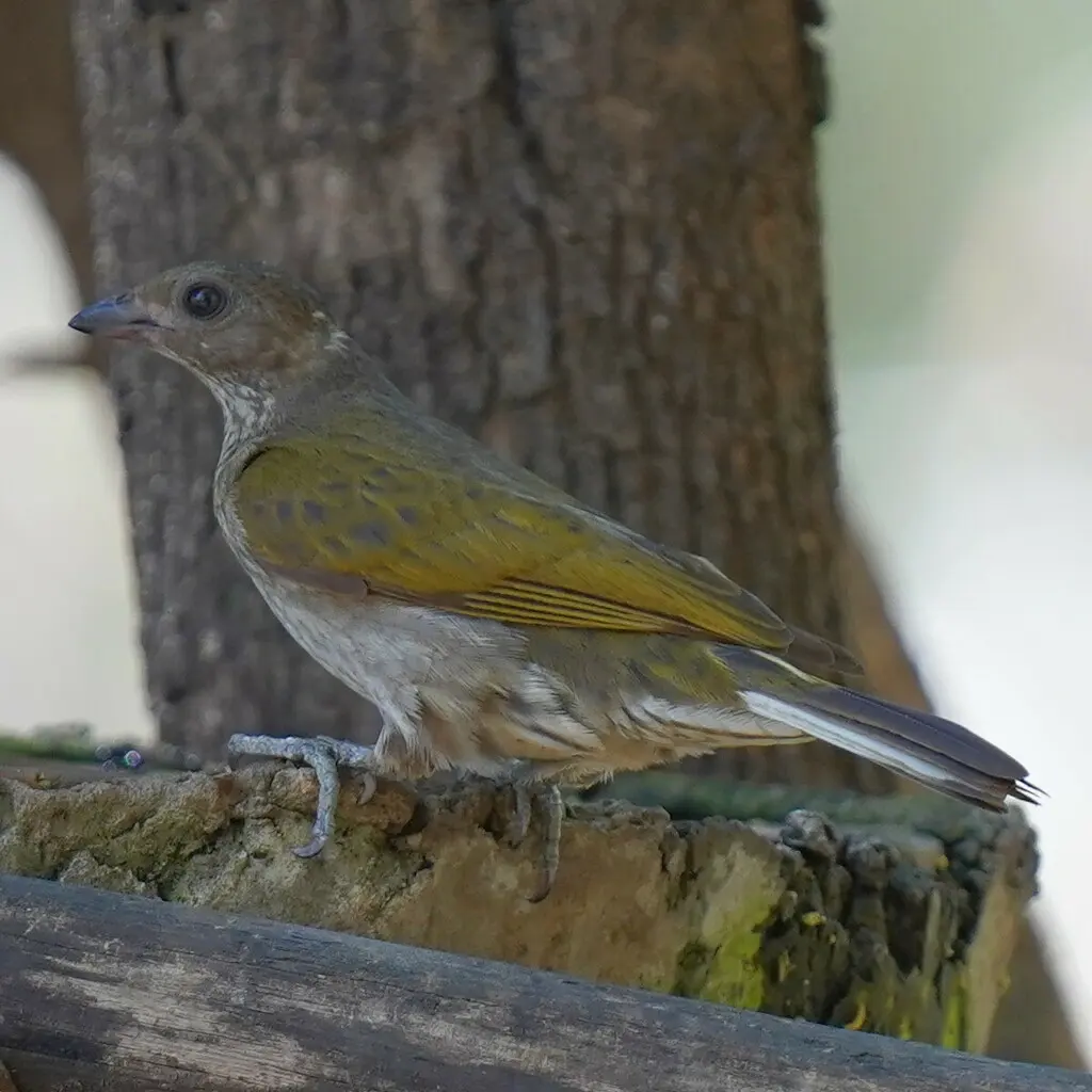 斑响蜜䴕(Indicator maculatus)