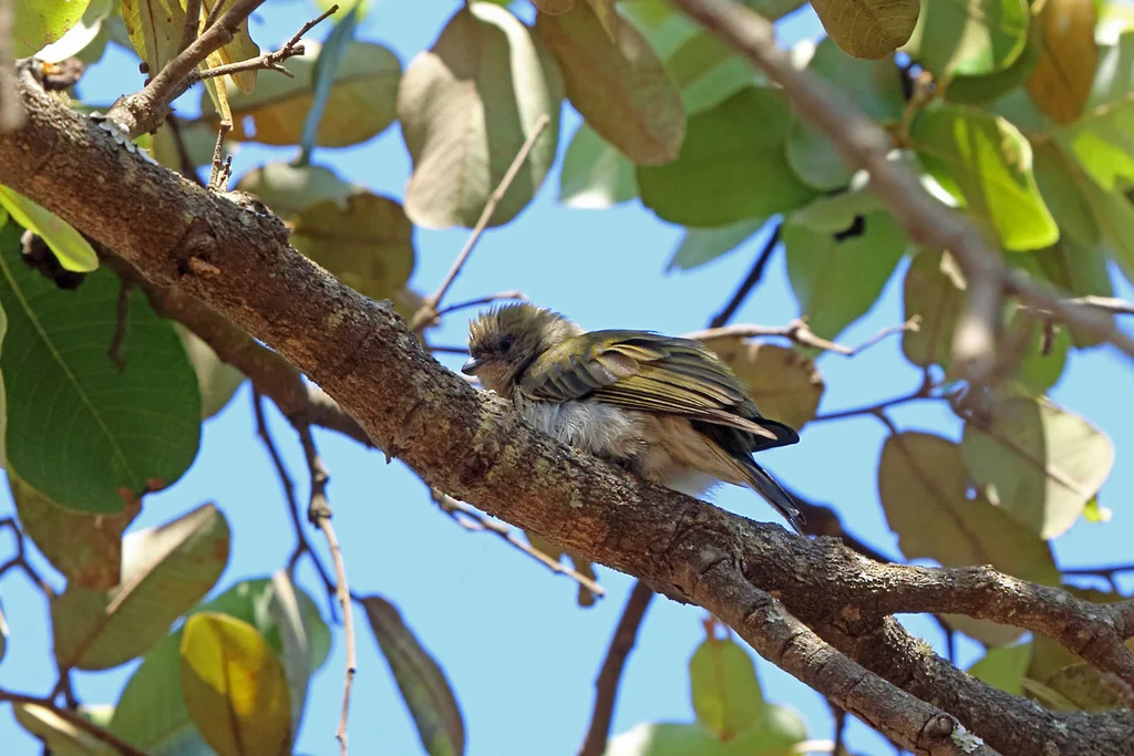 东非响蜜䴕(Indicator meliphilus)