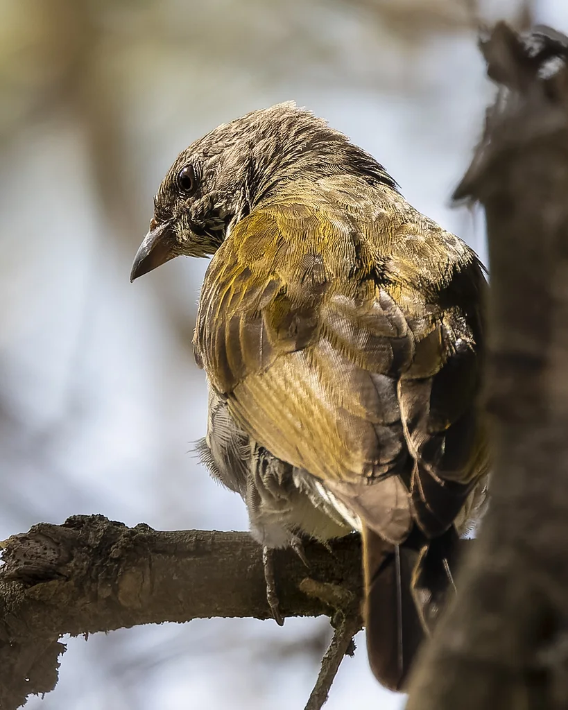 鳞喉响蜜䴕(Indicator variegatus)