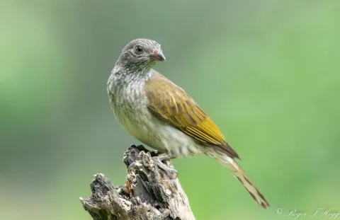 鳞喉响蜜䴕