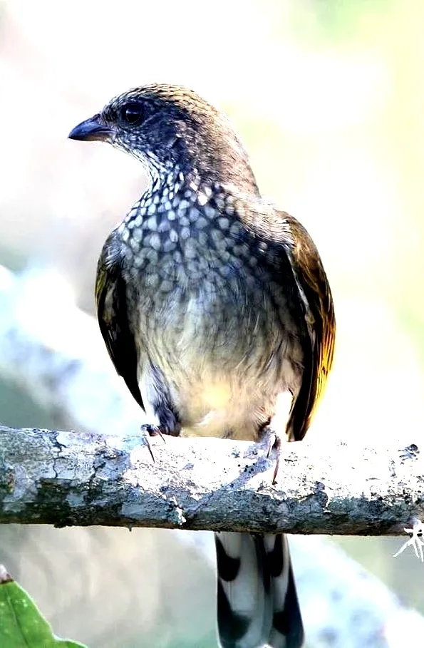 鳞喉响蜜䴕(Indicator variegatus)