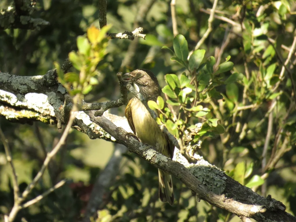 鳞喉响蜜䴕(Indicator variegatus)