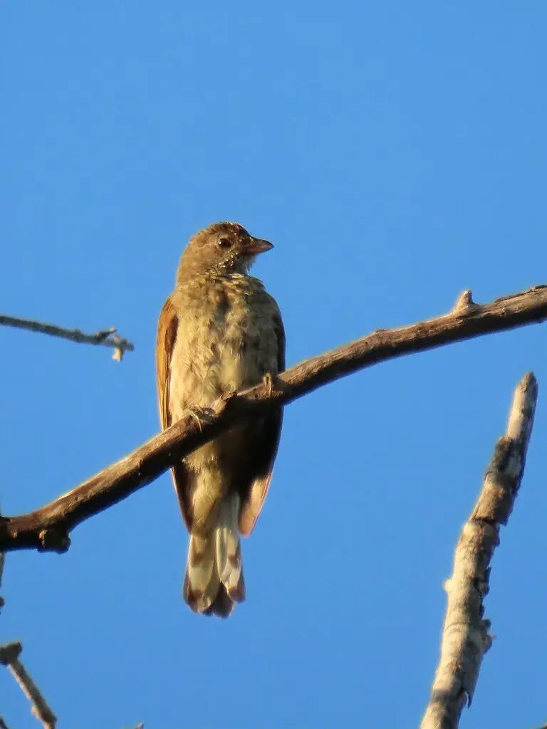 鳞喉响蜜䴕(Indicator variegatus)