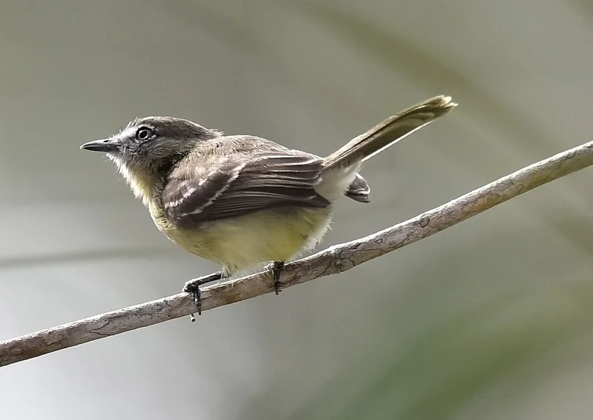 白眼姬霸鹟(Inezia caudata)