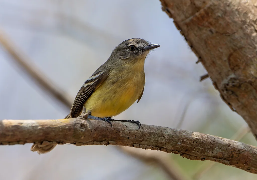 白眼姬霸鹟(Inezia caudata)