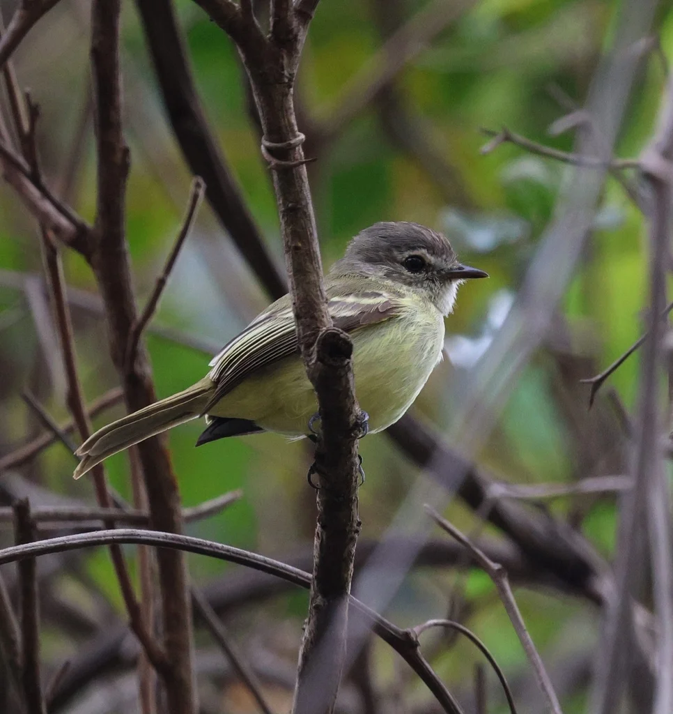 纯色姬霸鹟(Inezia inornata)