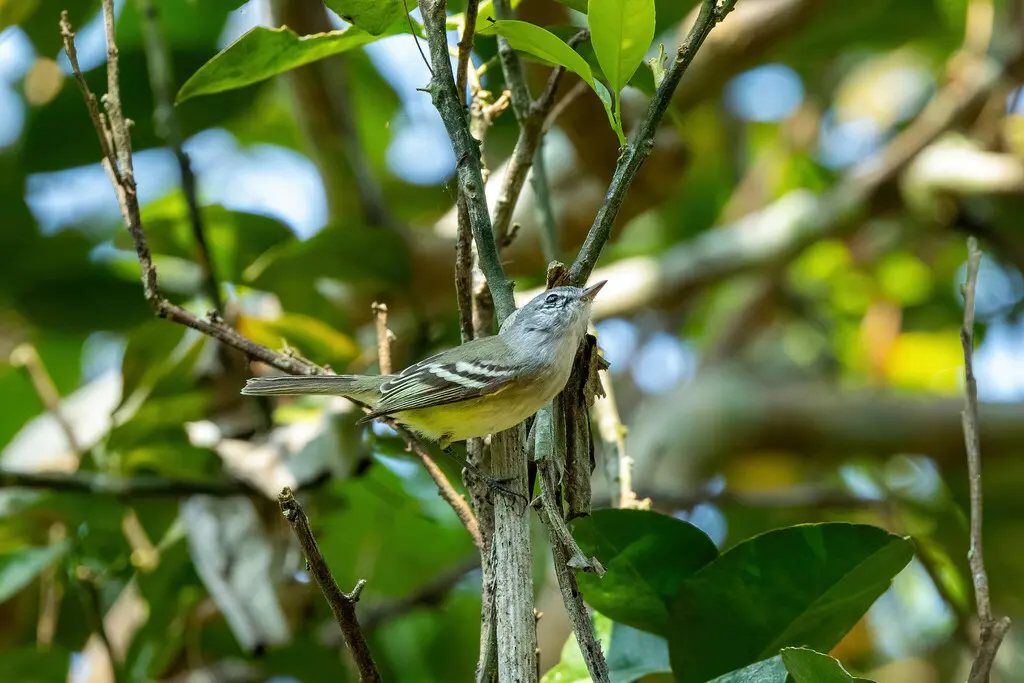 纯色姬霸鹟(Inezia inornata)