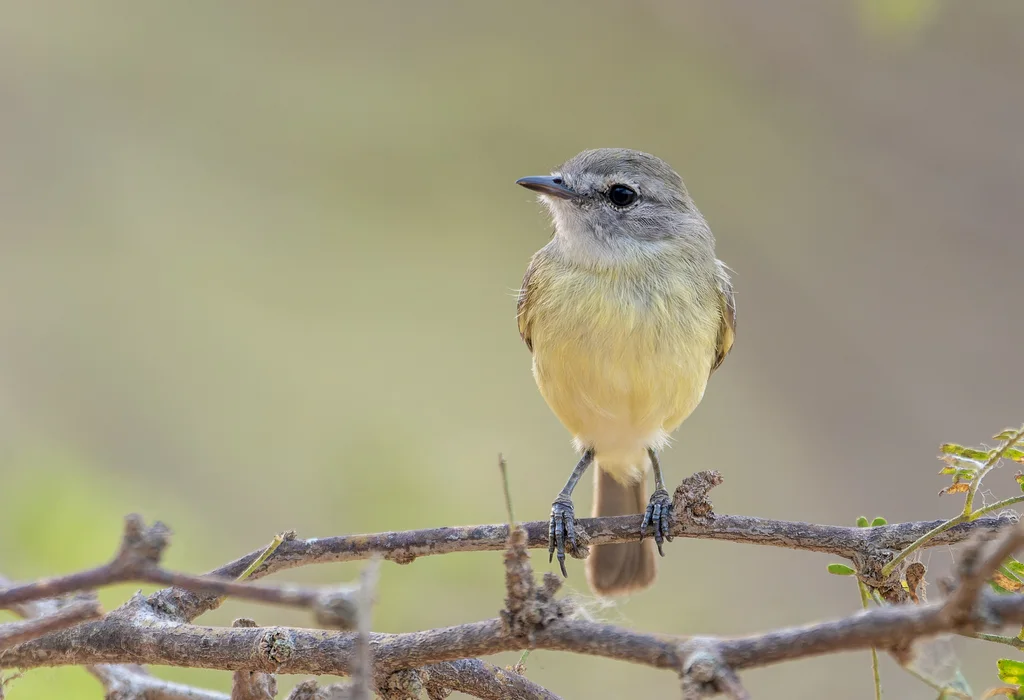 细嘴姬霸鹟(Inezia tenuirostris)