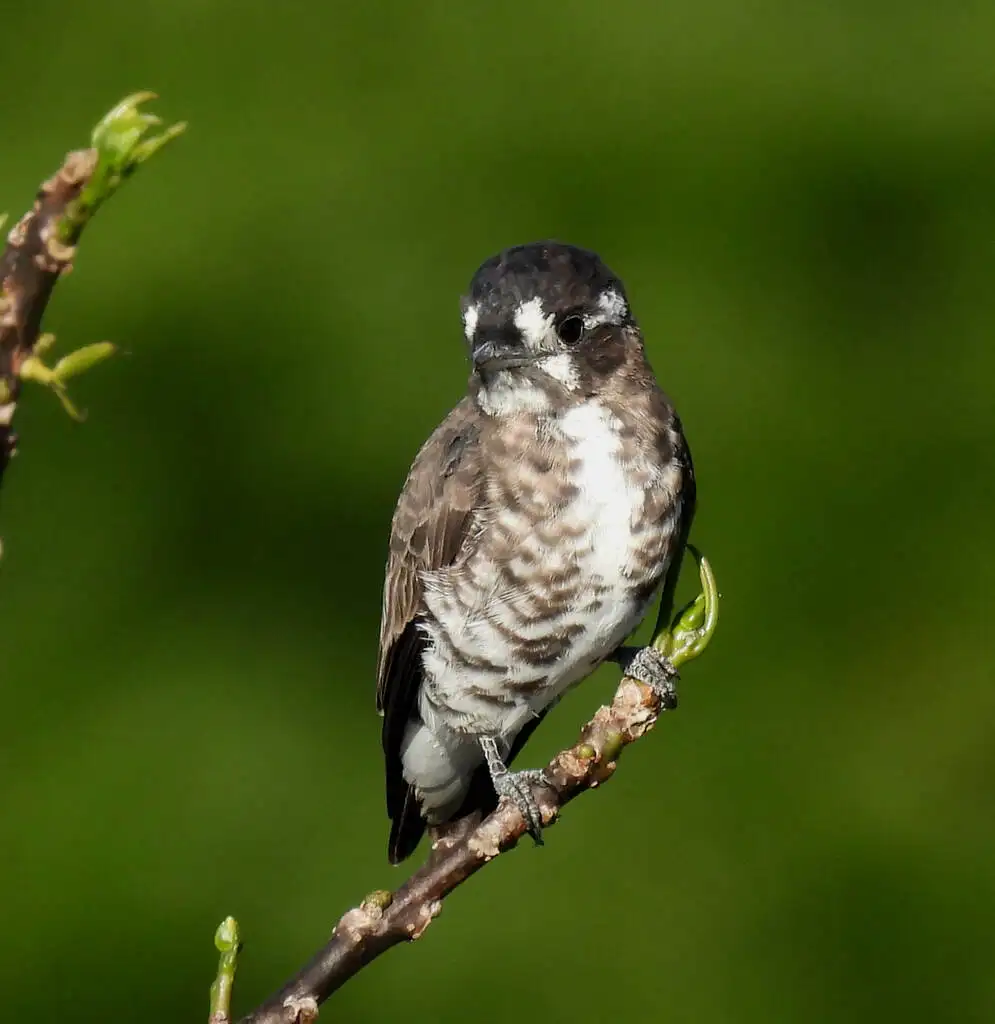 白眉紫须伞鸟(Iodopleura isabellae)