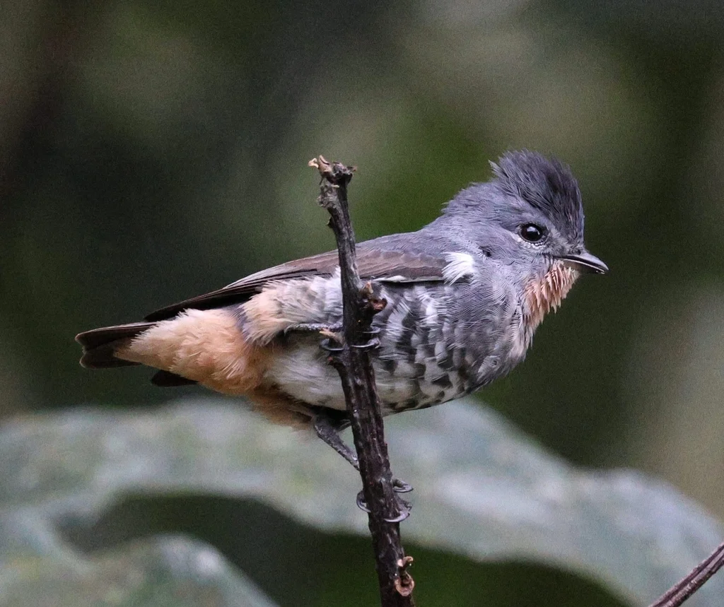 黄喉紫须伞鸟(Iodopleura pipra)