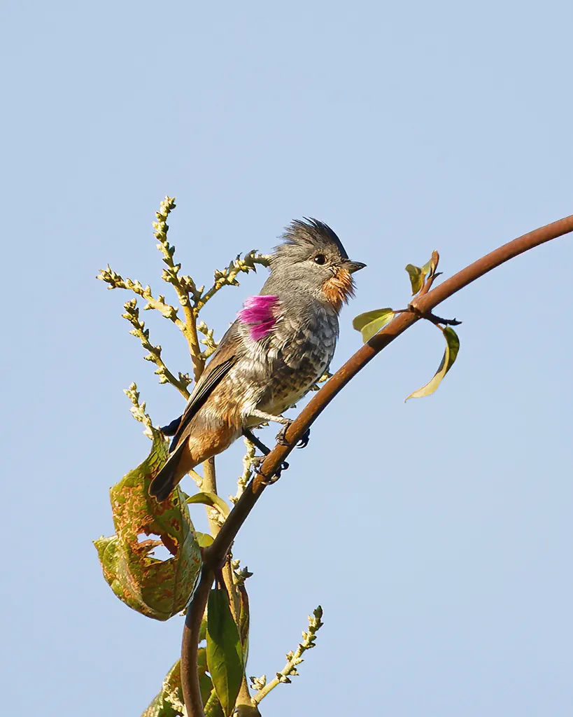 黄喉紫须伞鸟(Iodopleura pipra)