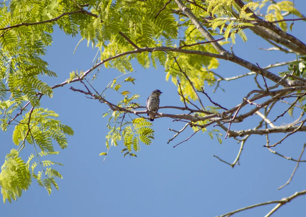 黄喉紫须伞鸟(Iodopleura pipra)