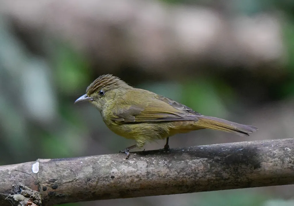 察查鹎(Iole cacharensis)