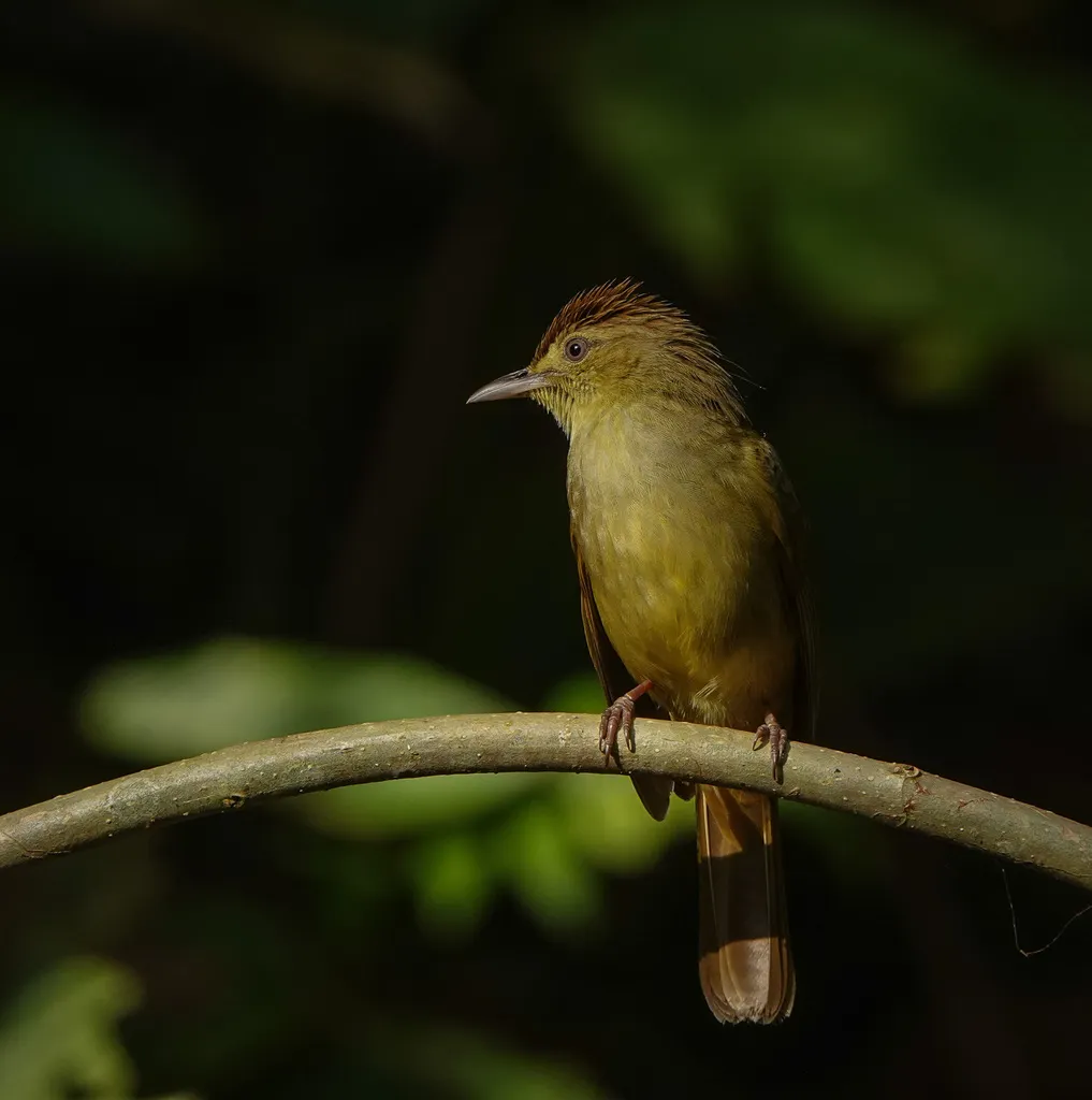 察查鹎(Iole cacharensis)