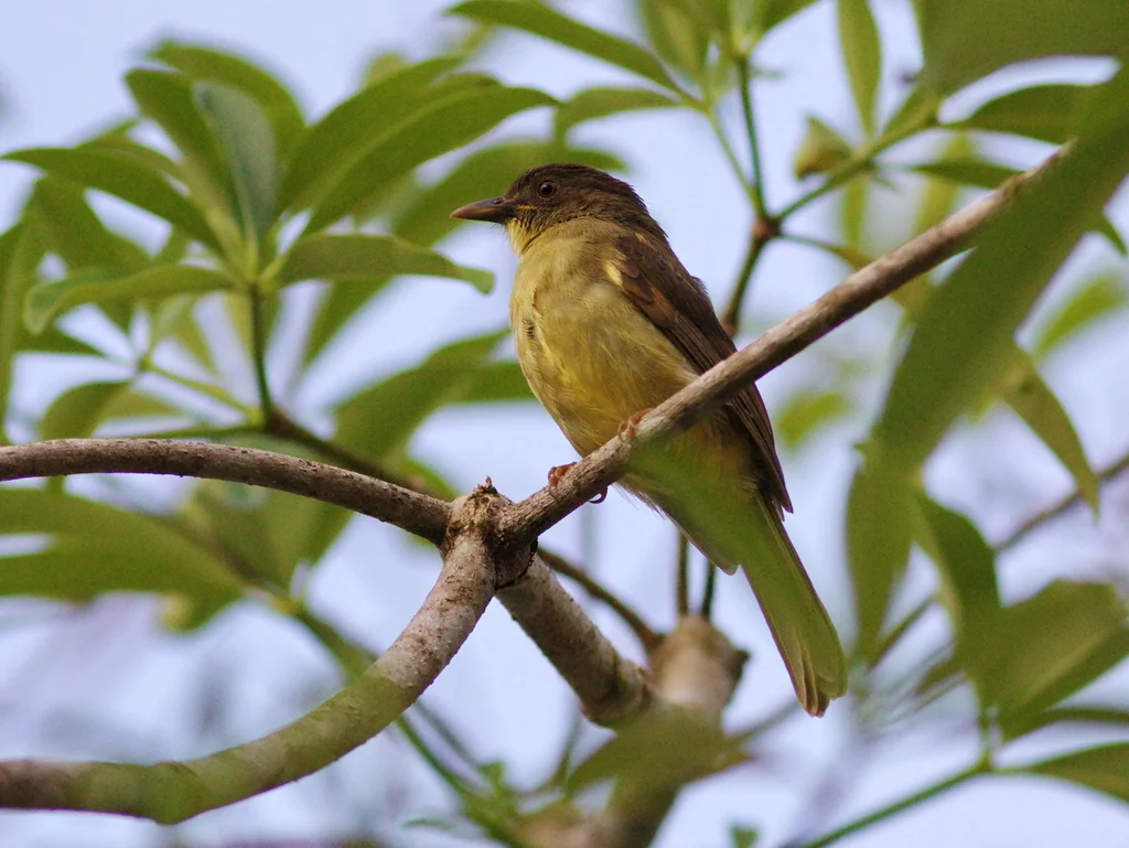 芬氏冠鹎(Iole finschii)