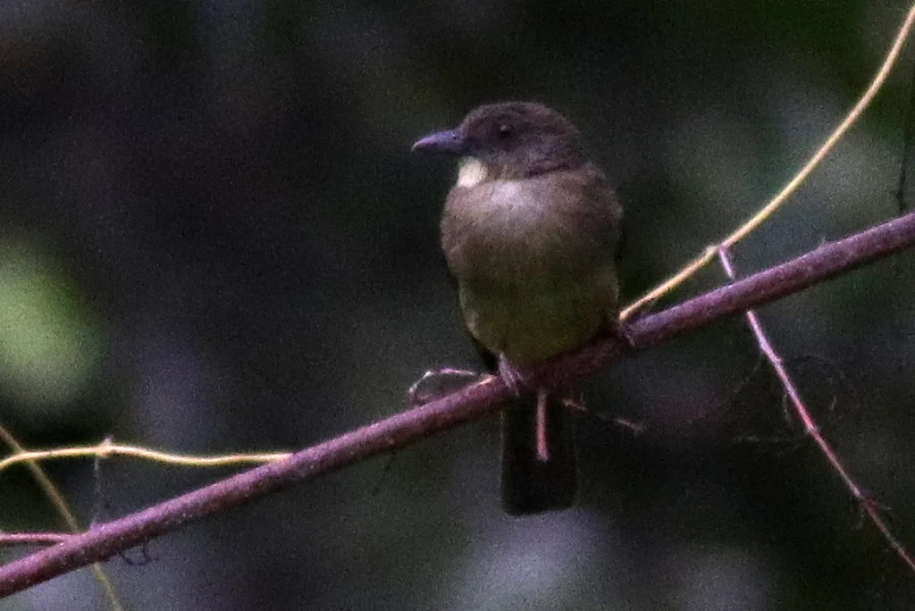 芬氏冠鹎(Iole finschii)