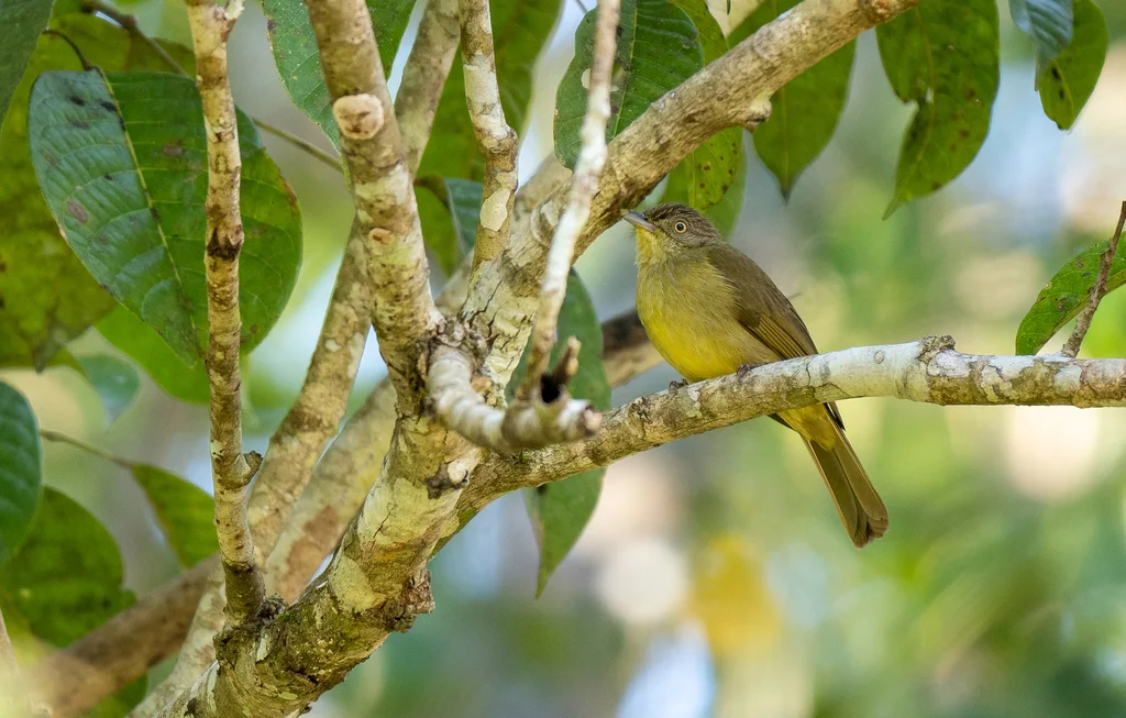 黄腹鹎(Iole palawanensis)