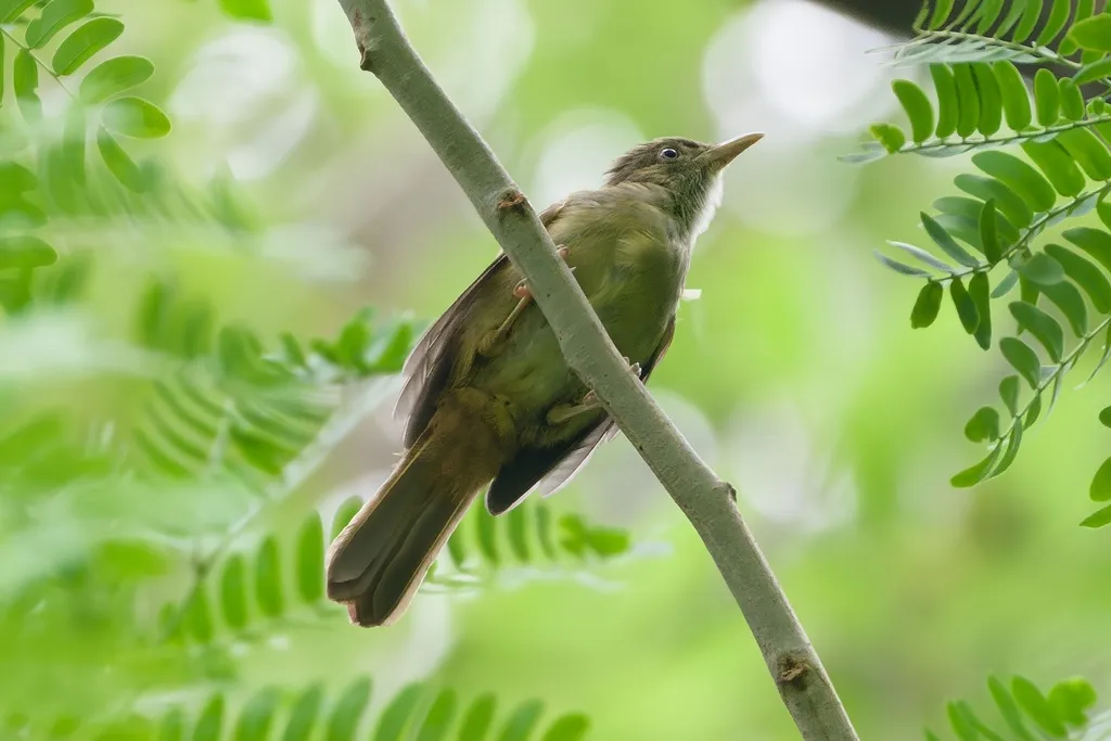 灰眼短脚鹎(Iole propinqua)