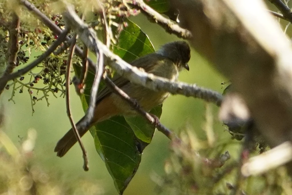 灰眼短脚鹎(Iole propinqua)