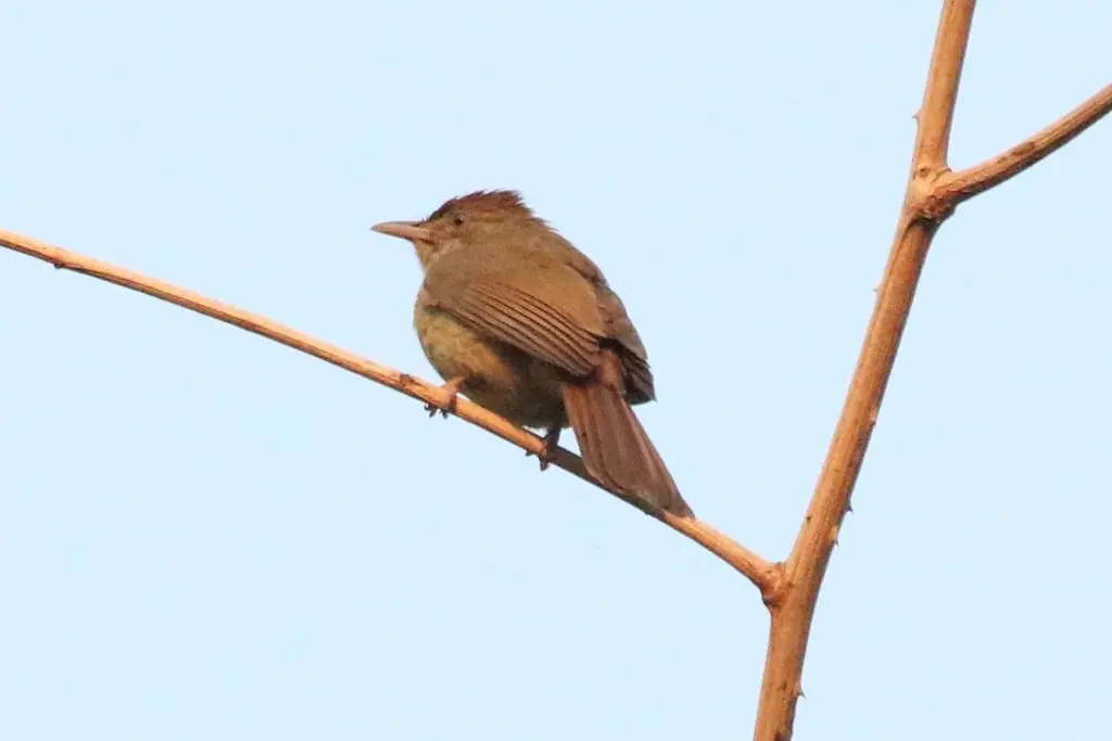 灰眼短脚鹎(Iole propinqua)