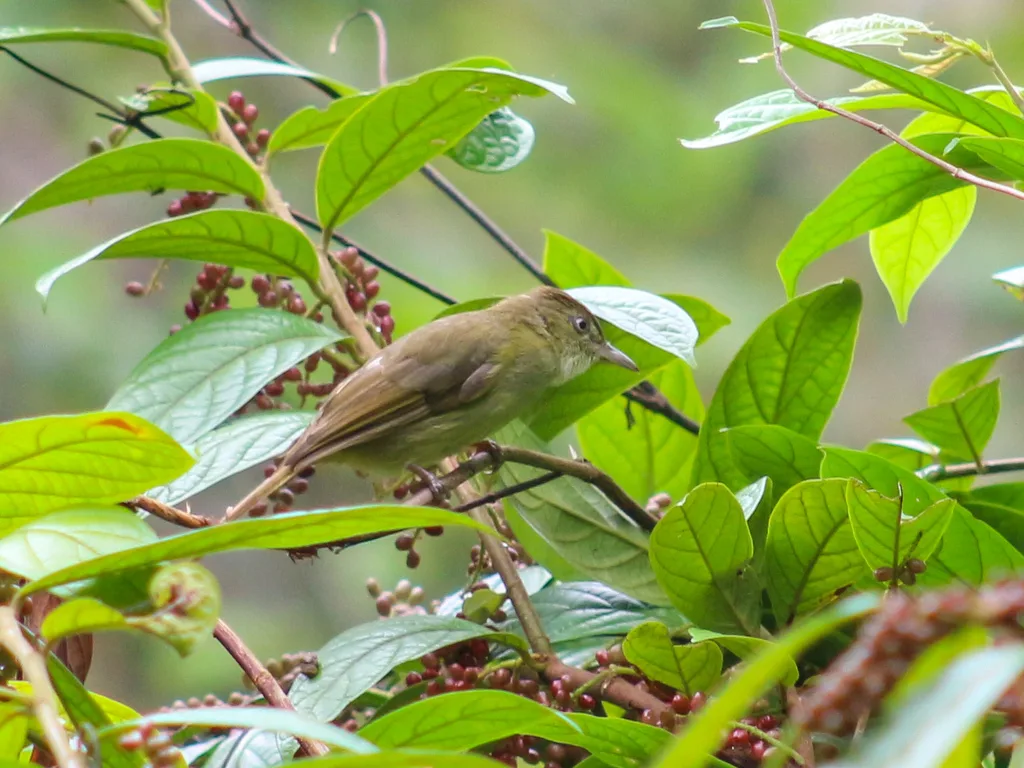 灰眼短脚鹎(Iole propinqua)