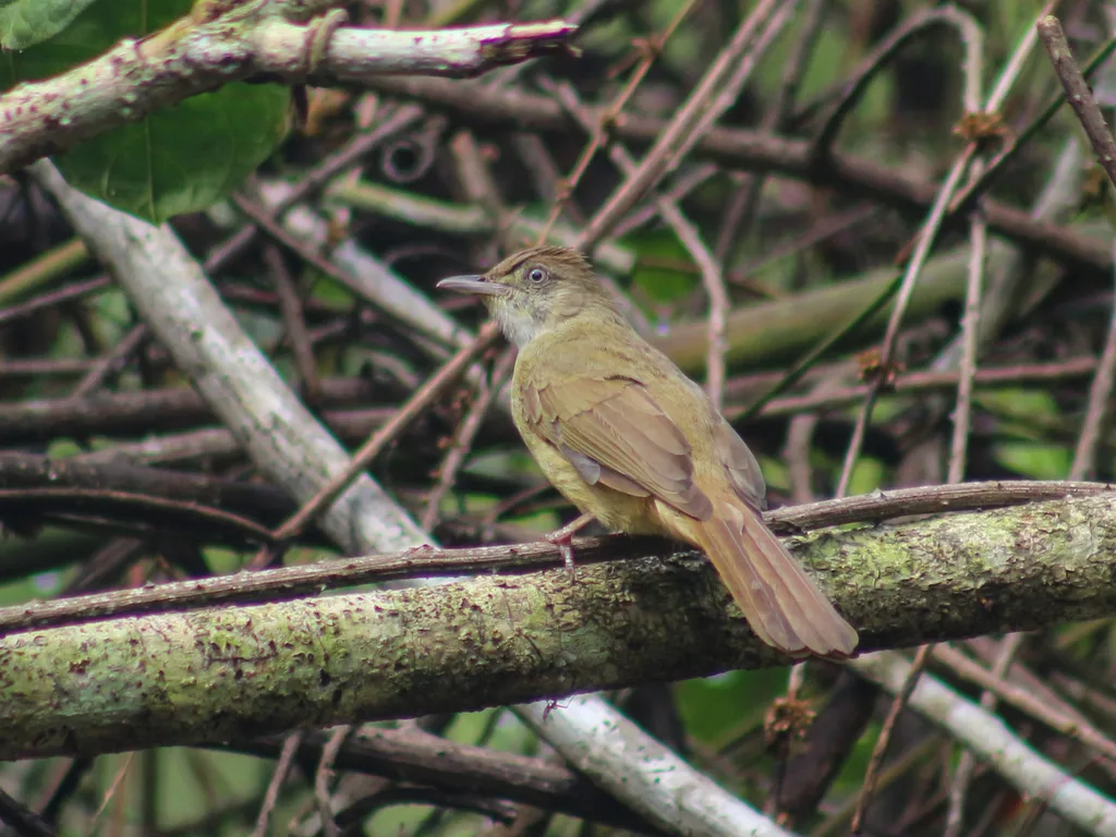 灰眼短脚鹎(Iole propinqua)