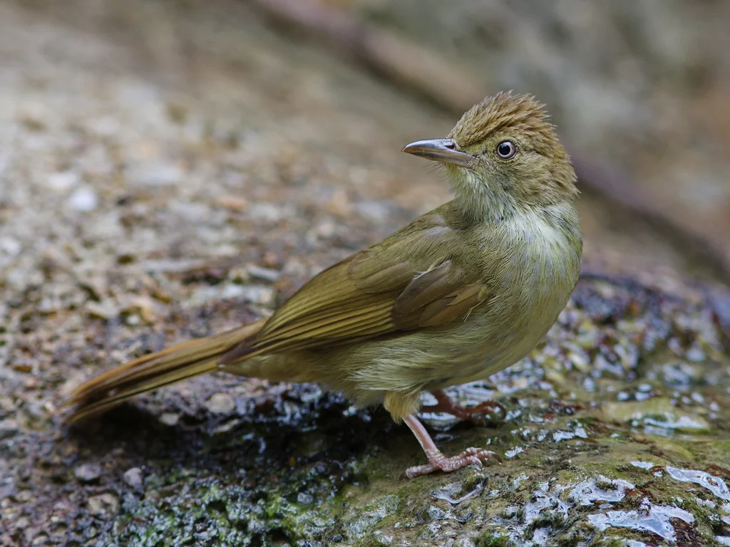 黄眉绿鹎(Iole viridescens)