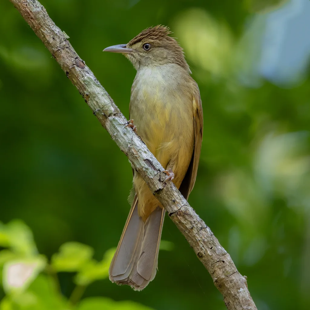 黄眉绿鹎(Iole viridescens)