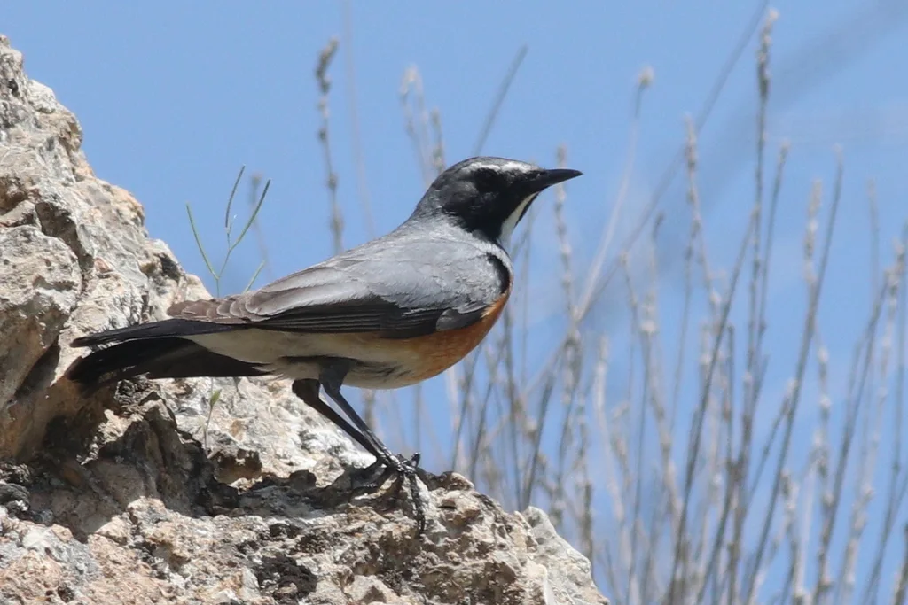 白喉鸲（Irania gutturalis）