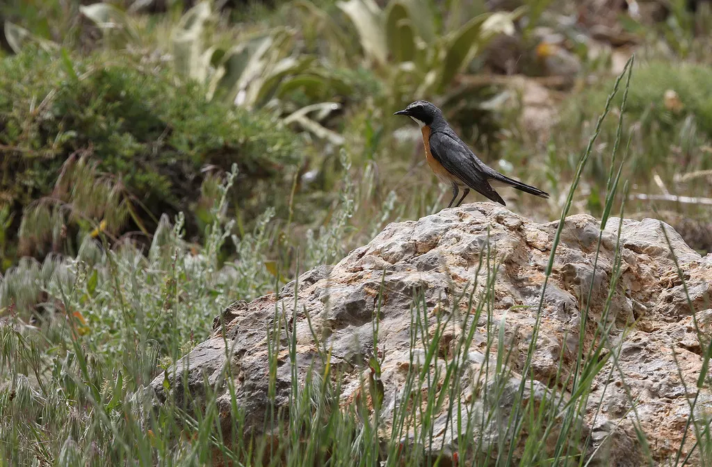 白喉鸲（Irania gutturalis）