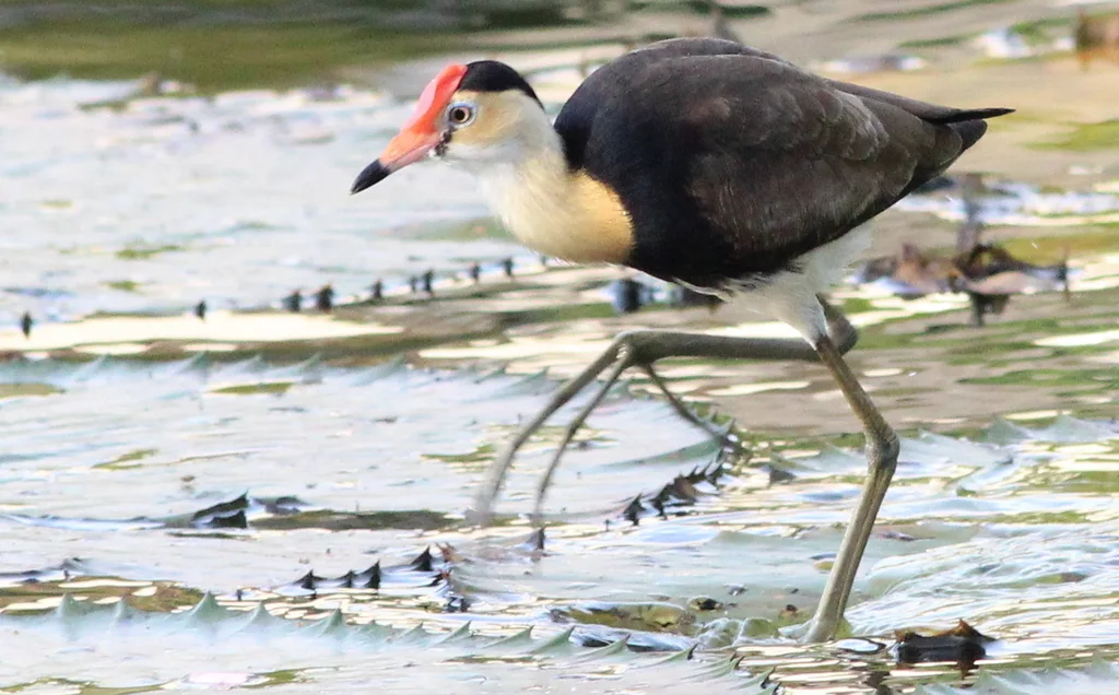 冠水雉(Irediparra gallinacea)