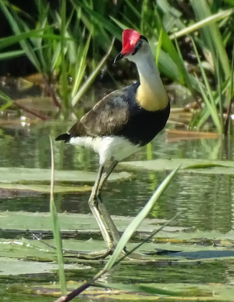 冠水雉(Irediparra gallinacea)