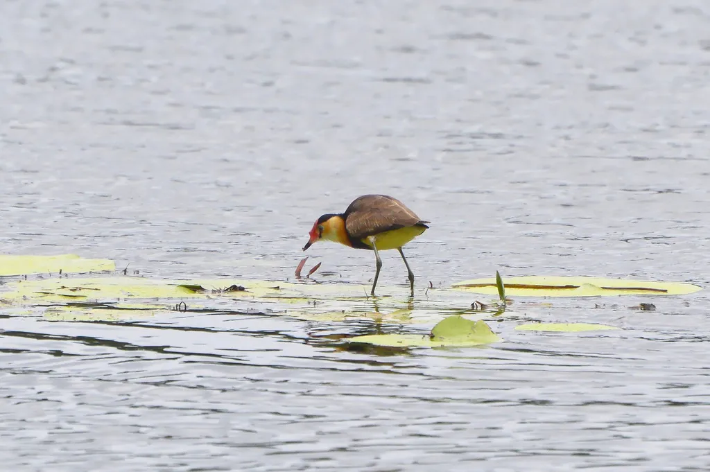 冠水雉(Irediparra gallinacea)