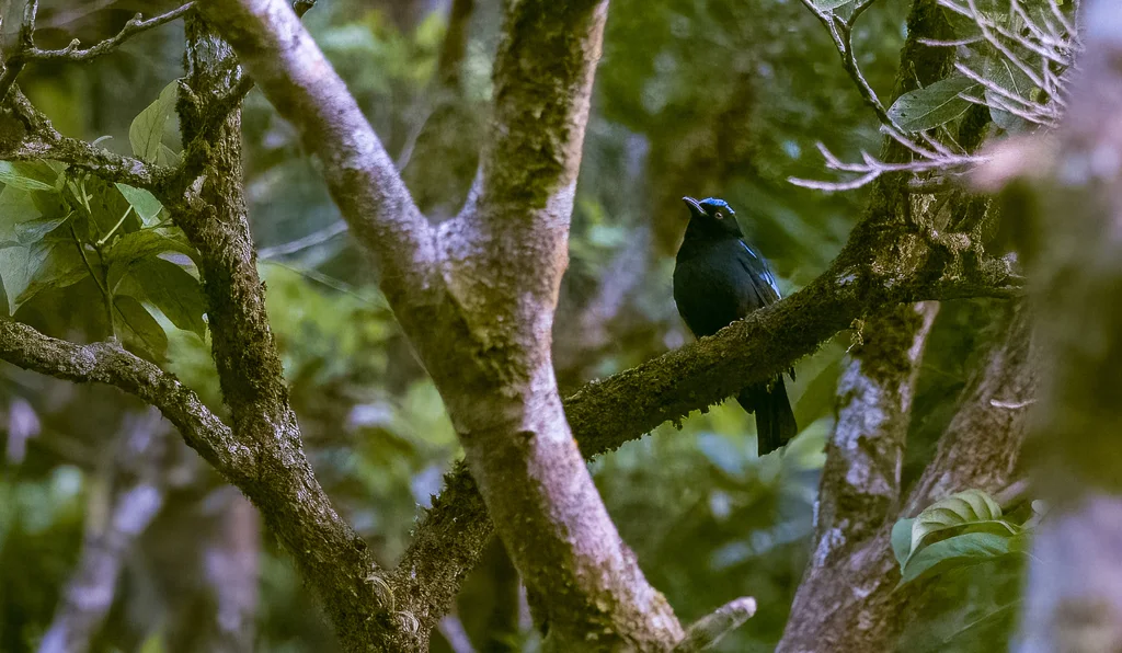 蓝腹和平鸟(Irena cyanogastra)
