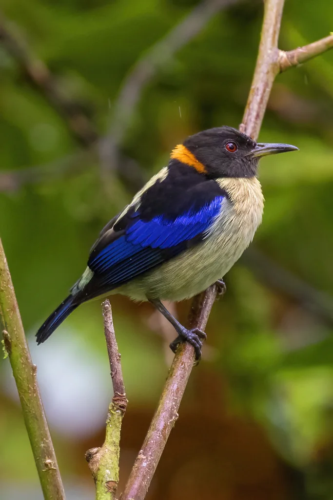 金领旋蜜雀(Iridophanes pulcherrimus)