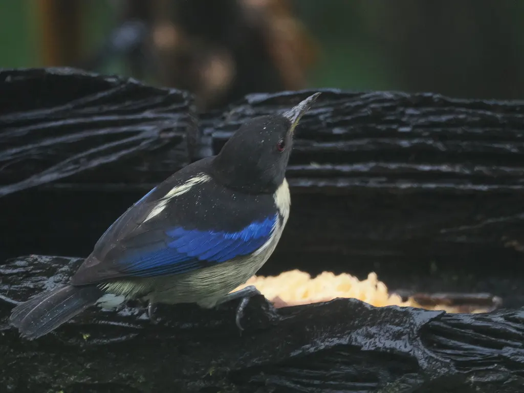金领旋蜜雀(Iridophanes pulcherrimus)