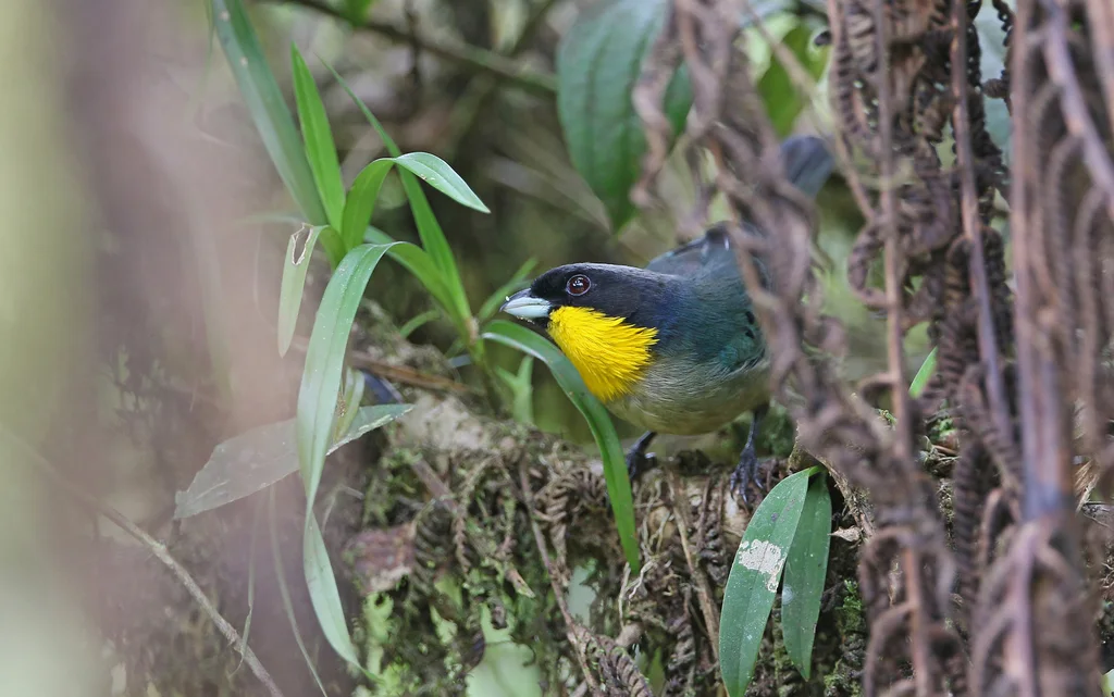 黄喉彩裸鼻雀(Iridosornis analis)