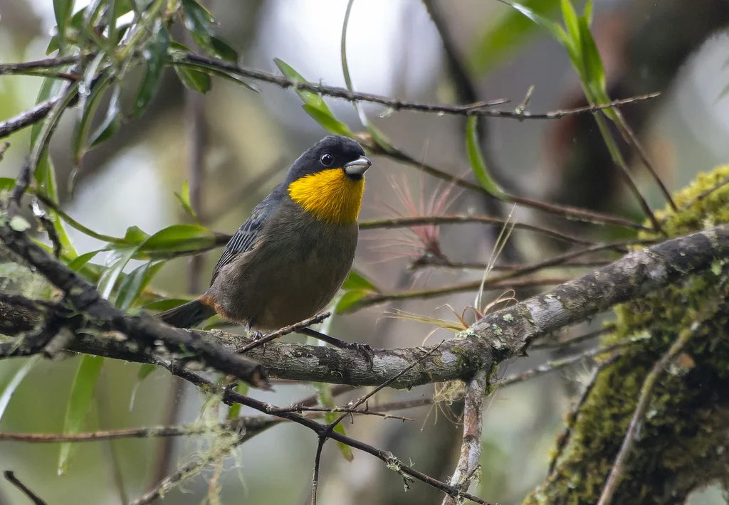 黄喉彩裸鼻雀(Iridosornis analis)