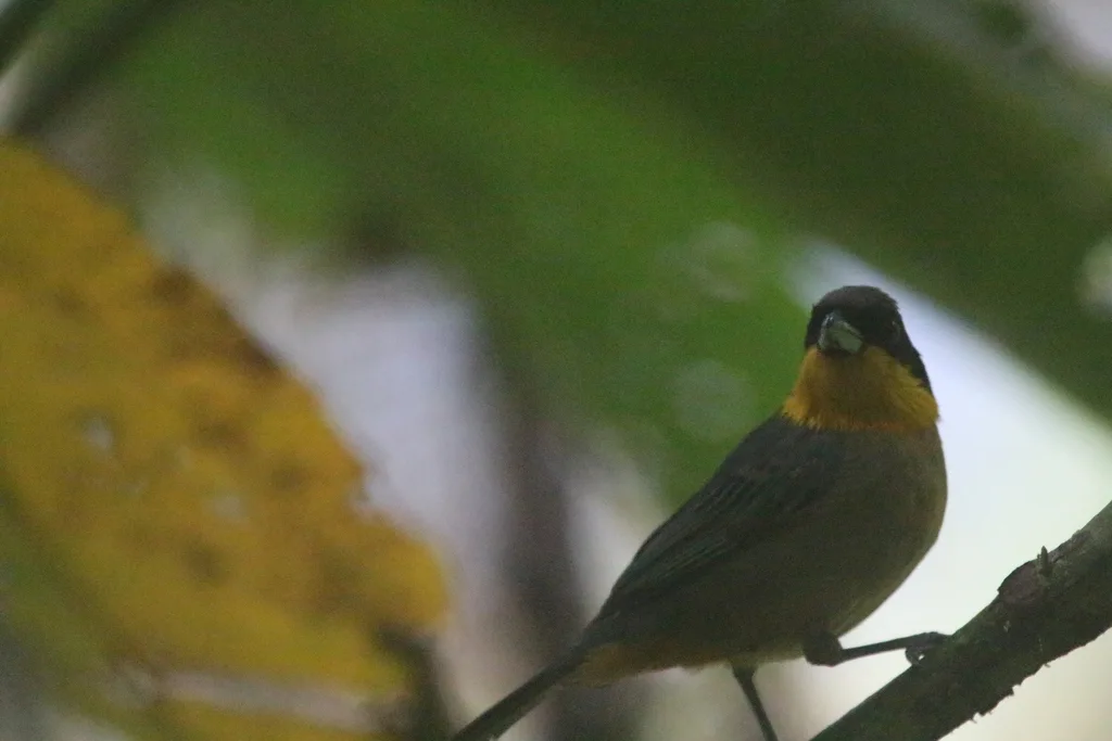 黄喉彩裸鼻雀(Iridosornis analis)
