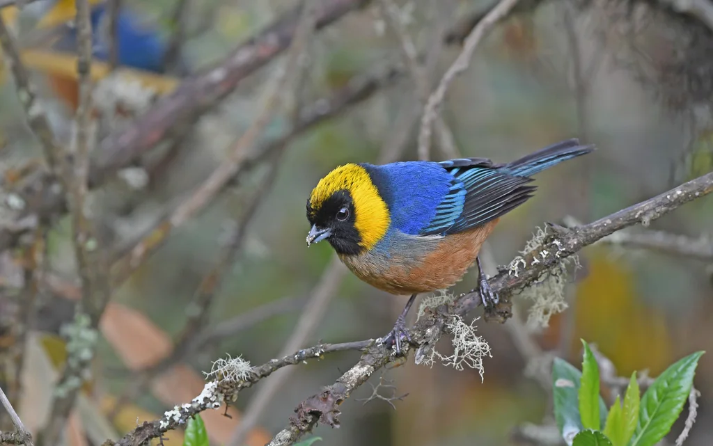 金领彩裸鼻雀（Iridosornis jelskii）