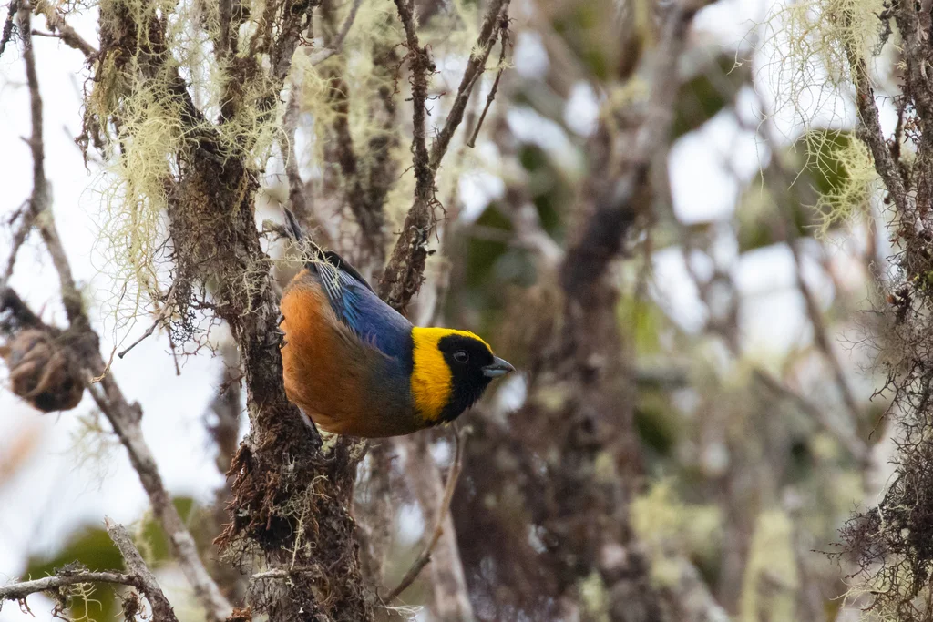 金领彩裸鼻雀（Iridosornis jelskii）